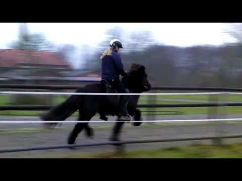 Glódís vom Kronshof - 26.12.2013 - www.kronshof.de