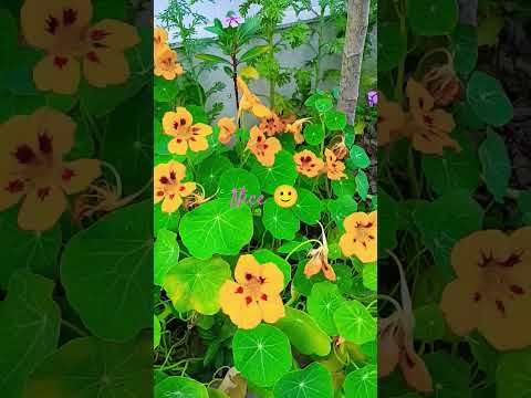 #love #nature #🌺🌿