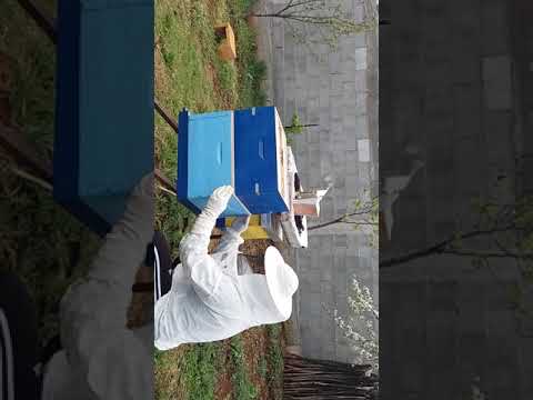 BLETA 21..4..2021..KOJUSH..VENDOSJA E KATIT TE MJALTIT DHE DIAFRAGMES..