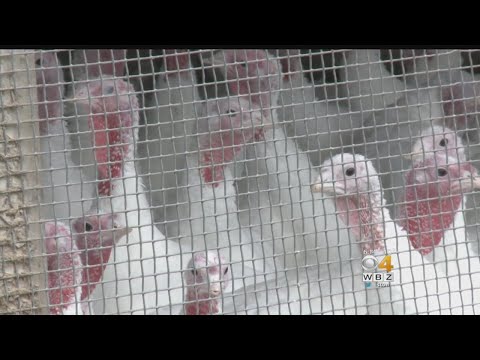 download lagu mp3 mp4 Bobs Turkey Farm, download lagu Bobs Turkey Farm gratis, unduh video klip Bobs Turkey Farm