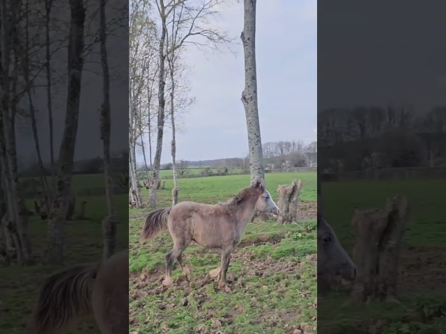 Demi-sang Arabe 2025