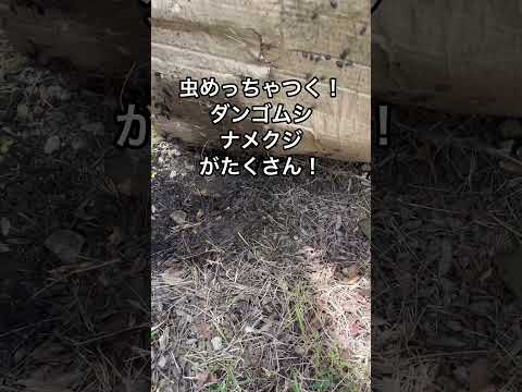 ガーデニングを始めるために雑草を取り除くにはどうすればよいですか？環境に優しい解決策には段ボールが必要です。  庭園