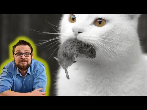 Predation, or a fascinating interspecies relationship! Adaptations to predation