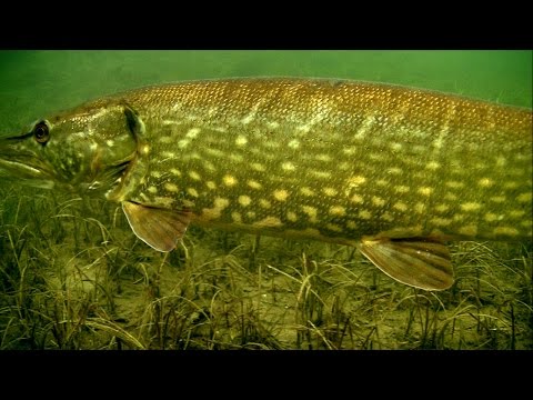 Cannibal pike full video: underwater attacks on fishing lures fo