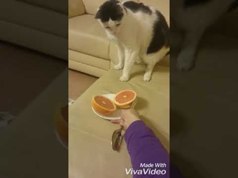 Scary grapefruit cat