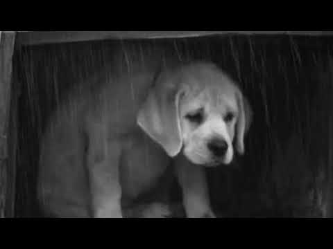 Humane Society Commercial