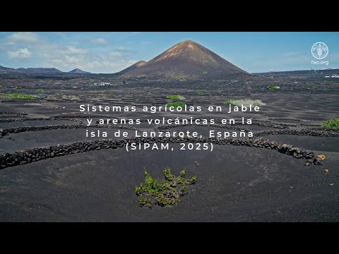 De la ceniza a la cosecha: el viaje del patrimonio vivo de Lanzarote