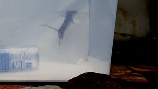 How High Can a Mouse Jump? Watch This to See!