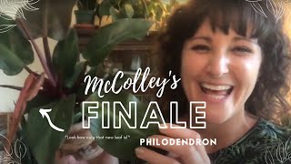 McColley's Finale Philodendron