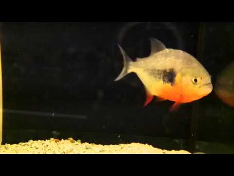 Unusual Extra Black Caribe Piranha