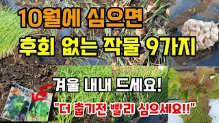10월에 심으면 후회 없는 작물9가지 지금심으면 병해충없이 잘 자라고 겨울내내 키워먹는 월동작물 더 춥기전 …
