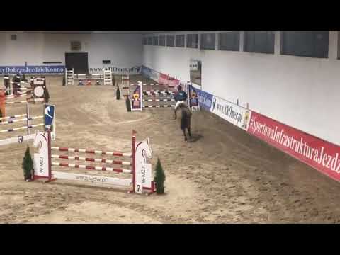 Carissima (Arezzo VDL x Carambole) 2020/12.06 HZR Aromer - 120 cm I SPRZEDANA / SOLD