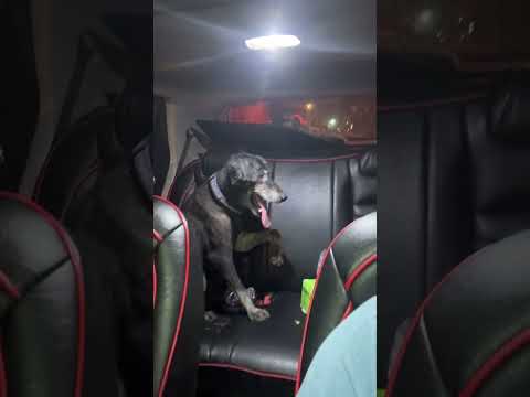 Paylap Pet Care YouTube short
