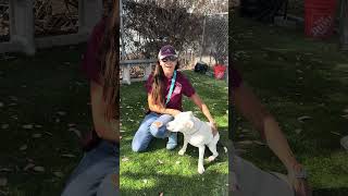 Video preview image #1 Mutt Puppy For Sale in Pasadena, CA, USA
