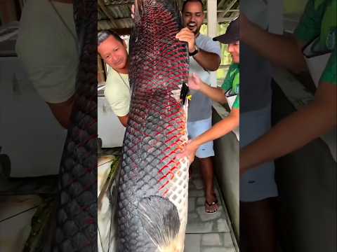 The fish with the world's strongest skin #shorts #fish #facts