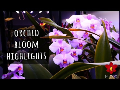 Orchid Bloom Highlights - a chill tour of my blooming Orchids