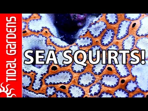 image-Are sea squirts arthropods?