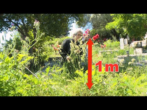 Varrezat e Durrësit i mbulon bari dhe gjarpërinjtë, familjarët braktisin të afërmit - Fiks Fare