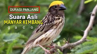 Download lagu SUARA ASLI MANYAR KEMBANG DURASI PANJANG mp3 Download lagu SUARA ASLI MANYAR KEMBANG DURASI PANJANG mp3