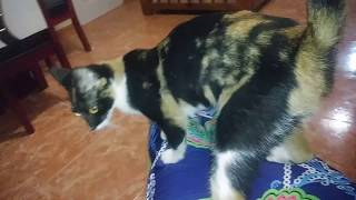 preview picture of video 'THE VILLA FELINE HAS FINALLY GRACED ME WITH HER PRESENCE HERE IN SOSUA'