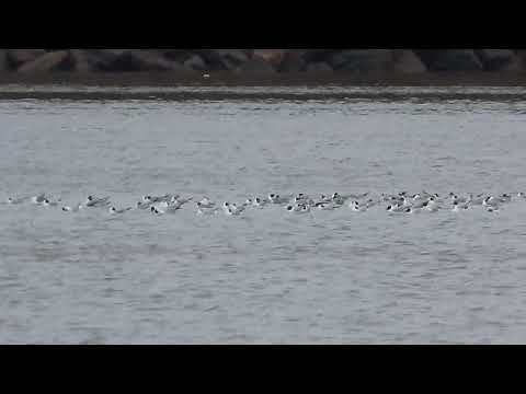 20220419 BOGU New Hamburg S107473155 02