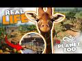 Building A Giraffe Habitat In Planet Zoo But I Need To Follow AZA Guidelines