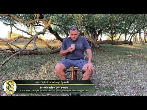 Méd. Veterinario Jorge Spinelli -  Intoxicación con Sorgo