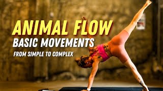 Animal Flow Beginner Level Class // Basic movements // from simple to complex