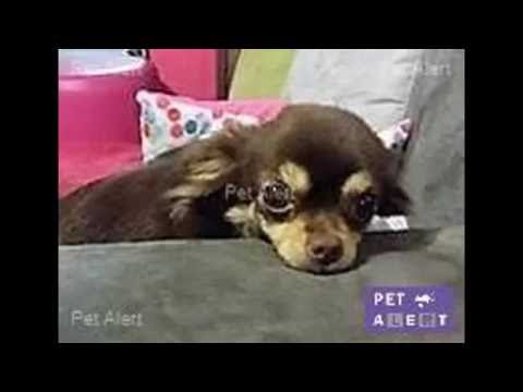 Sauvetage d'un Chihuahua.