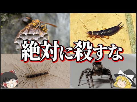 アンモフィラ (昆虫)について詳しく解説