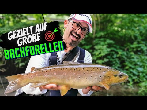 Gezielt auf große und kapitale Bachforellen mit Livebiss im Fluss/ Bach