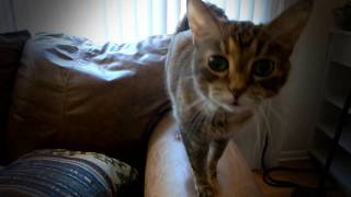 Cali music video - Lucinda Williams Dust from Ghosts of Highway 20