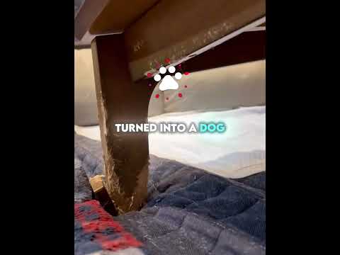 This shiba inu keeps biting a wooden table leg! #animals #usa