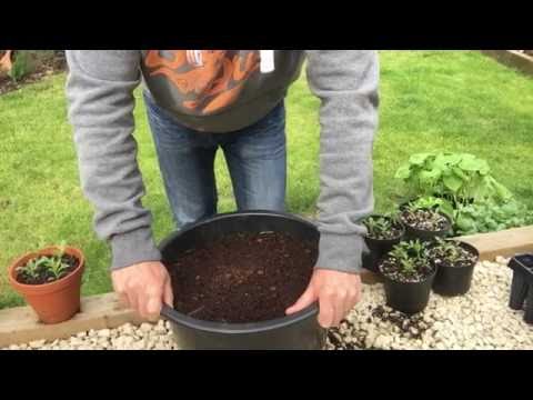 #6. Planting out my Borlotti beans in 30 ltr tubs Ep7