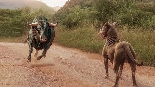 QUANDO UM CACHORRO ENFRENTA O BOI ERRADO...