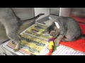 Felicia and Serena the Purr Machines - Adopted!