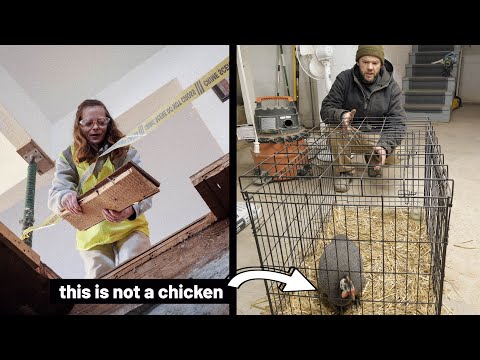 Farmhouse Basement Shenanigans & Another Chicken in the House