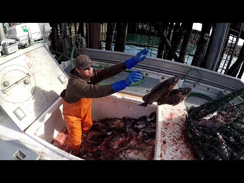Offloading The Catch - Fishing in Alaska