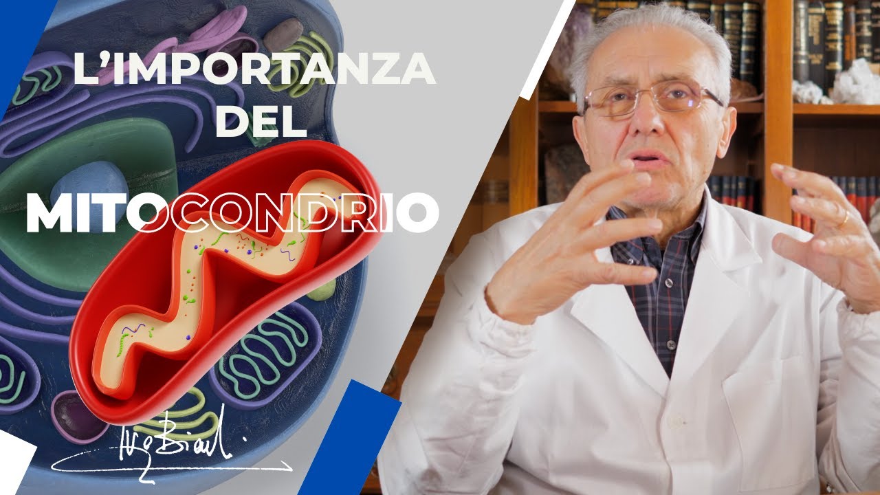 L'importanza del MITOCONDRIO!