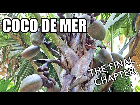 COCO DE MER : My Hunt for the Tree of Knowledge (Part 5 of 5) - Weird Fruit Explorer Ep. 400