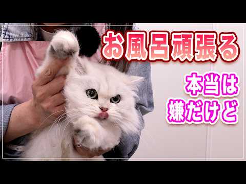 【スイちゃん】一歩間違えたらキレそうだけど、じっと我慢してくれる猫が尊い【ブリティッシュLH】