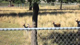 preview picture of video 'Deer in Brookfield, Missouri'