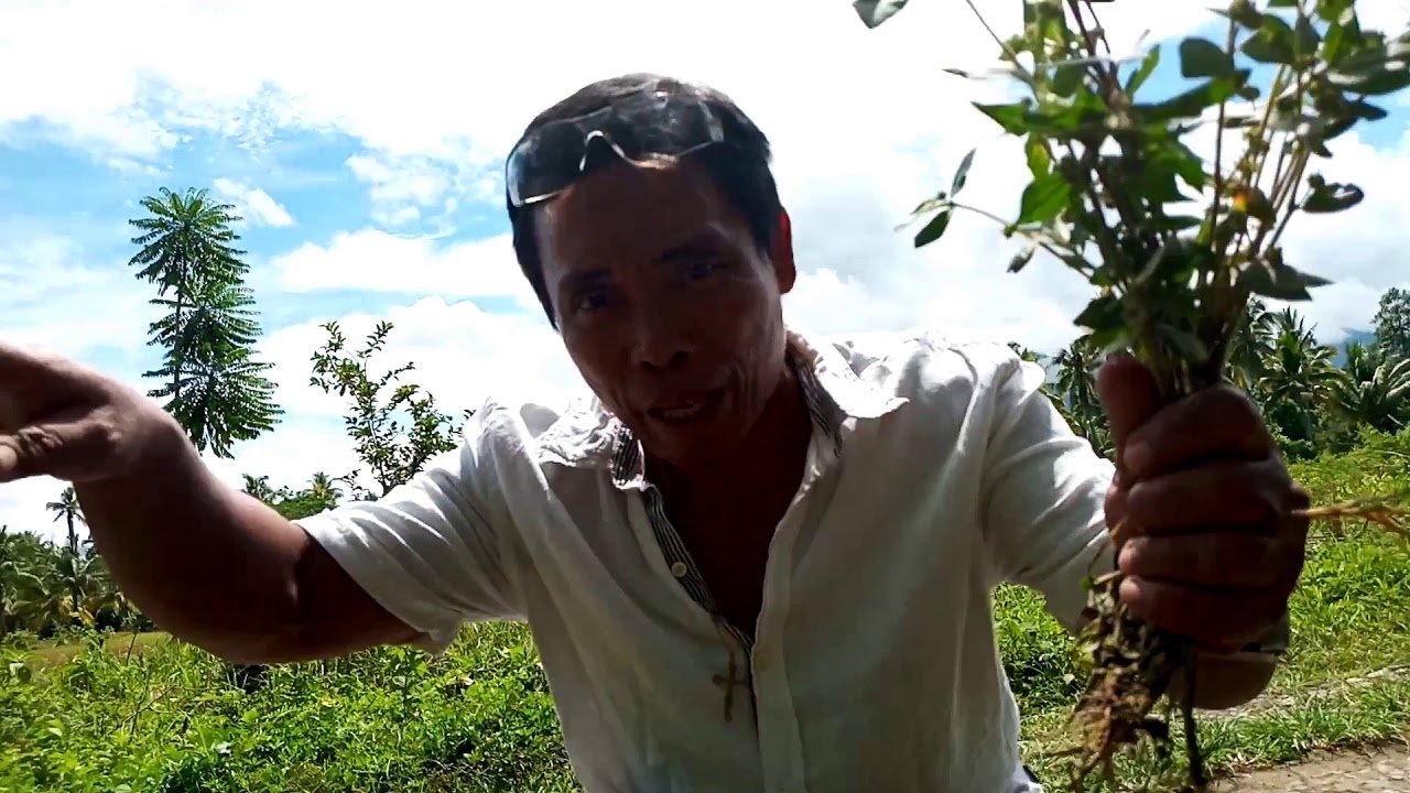 Putar video MABISANG GAMOT SA LAGNAT NA PABALIK-BALIK | makikita lang sa mga daan sekarang MABISANG GAMOT SA LAGNAT NA PABALIK-BALIK | makikita lang sa mga daan