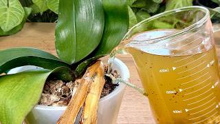 Schatz für Orchideen! Einfach zu den Wurzeln hinzufügen und selbst die Schwächsten werden stärker🌿