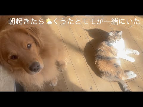 モモ🐈とくうた🐶