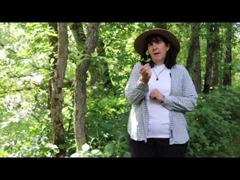 Trailside Treasures 6 - Bedstraw