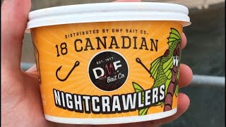 Download lagu Inilah Alasan Anda Harus Memancing dengan Cacing #memancing #celanapendek #cacing mp3