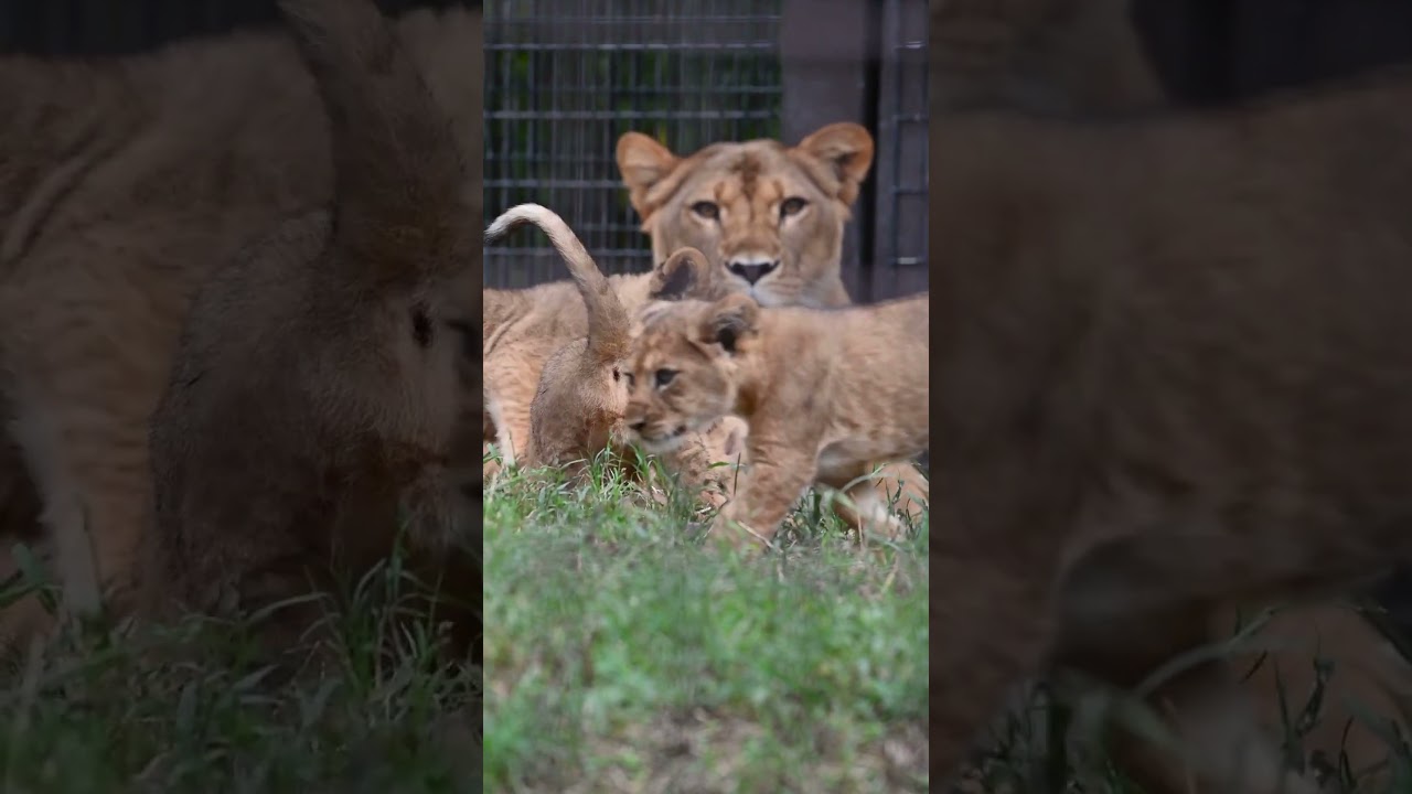 あかちゃんライオンが可愛すぎる件！ #shorts #ライオン #Lion #のんほいパーク #豊橋総合動植物公園 #豊橋 #愛知 #zoo #animal名称未設定のデザイン