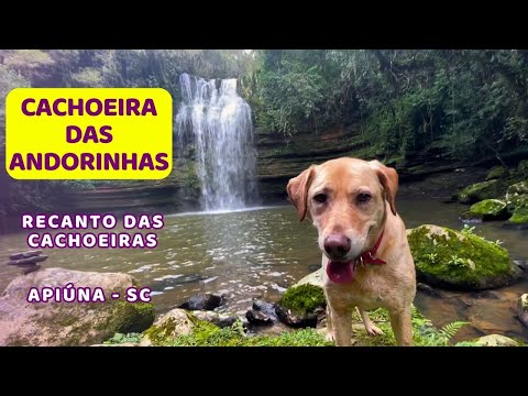 Cachoeira das Andorinhas  - Recanto das Cachoeiras - Apiúna - Santa Catarina - trilha com cachorro