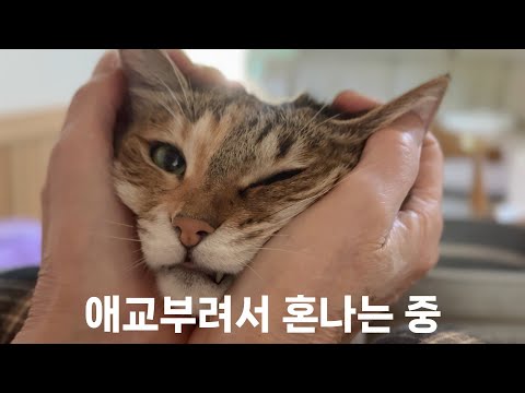 할머니 밥도 못 먹게 애교부려서 혼나는 냥손녀 앵두